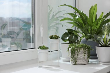 Pencere pervazında birçok güzel saksı bitkisi var.