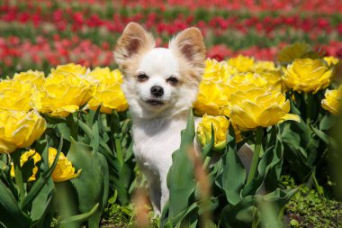 Güneşli bir günde güzel lale çiçeklerinin arasında sevimli bir Chihuahua köpeği.