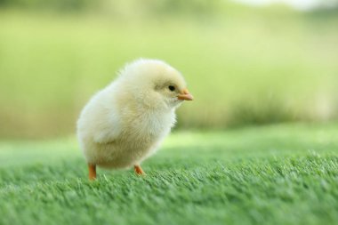 Yeşil suni çimenlerin üzerinde sevimli bir piliç, mesaj için yeri olan yakın plan. Yavru hayvan