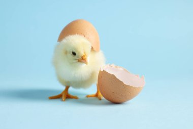 Şirin bir piliç ve açık mavi arka planda yumurta kabuğu parçaları, yakın plan. Yavru hayvan