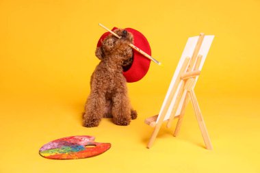 Kırmızı bereli şirin bir Maltipoo sehpanın yanında turuncu arka planda tuval ve palet tutuyor. Köpek sanatçısı