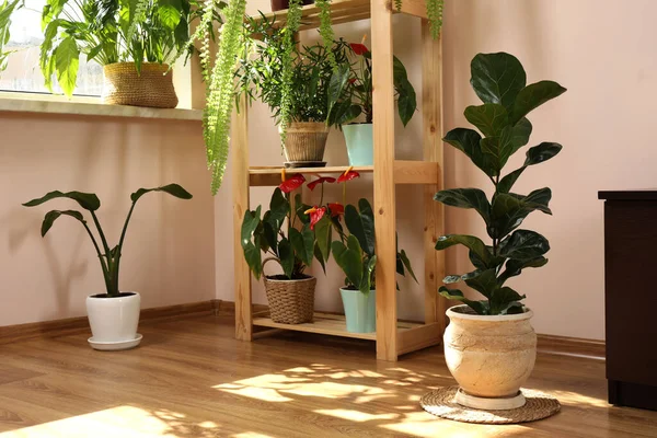 Beautiful Houseplants Pots Window Indoors House Decor — Stock Photo, Image