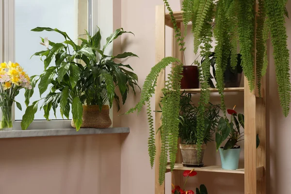 Hermosas Plantas Interior Macetas Cerca Ventana Interior Decoración Casa —  Fotos de Stock