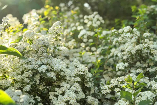 Όμορφος Θάμνος Spiraea Λευκά Άνθη Εξωτερικούς Χώρους — Φωτογραφία Αρχείου