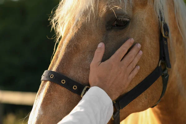 屋外で愛らしい馬を持った男 クローズアップ 愛らしい家畜ペット — ストック写真