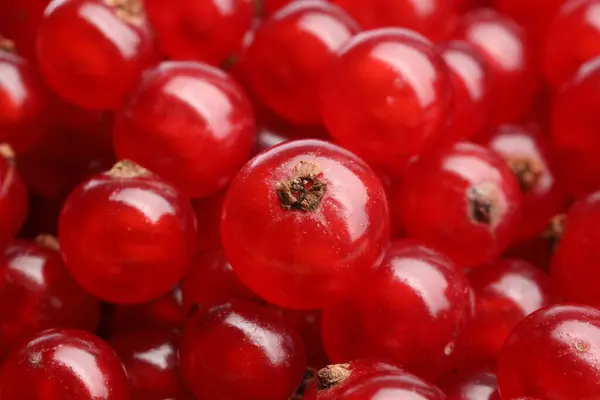 Banyak Berry Kismis Merah Segar Sebagai Latar Belakang Closeup — Stok Foto