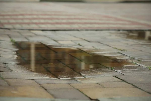 屋外のタイルに雨の後のプードル クローズアップ — ストック写真
