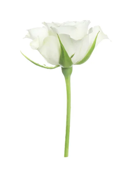 Schöne Rose Mit Zarten Blütenblättern Isoliert Auf Weiß — Stockfoto