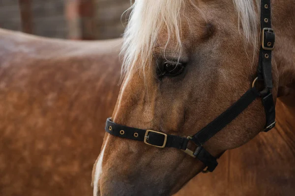 Cavalo Adorável Com Bridles Livre Close Adorável Animal Estimação Domesticado — Fotografia de Stock