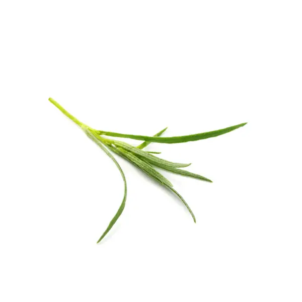 Ein Zweig Frischer Estragon Auf Weißem Hintergrund — Stockfoto