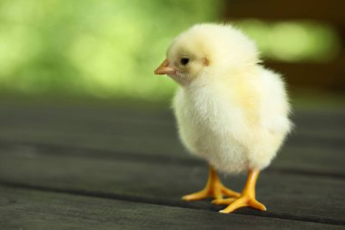 Dışarıdaki tahta yüzeyde sevimli bir piliç, mesaj için yeri olan yakın plan. Yavru hayvan