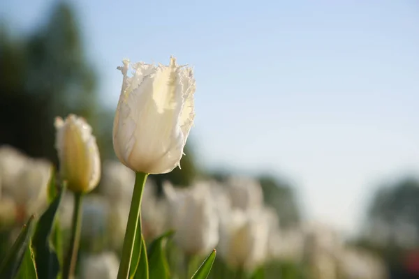 Güneşli Bir Günde Tarlada Büyüyen Güzel Beyaz Lale Çiçekleri Yakın — Stok fotoğraf