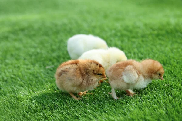 Many Cute Chicks Green Artificial Grass Outdoors Closeup Baby Animals — Stock Photo, Image