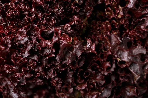 Fresh red coral lettuce as background, closeup