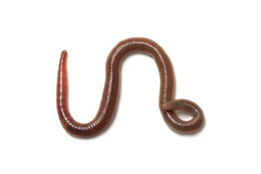 Solucanlardan biri beyazda izole edilmiş, üst manzara. Karasal omurgasızlar