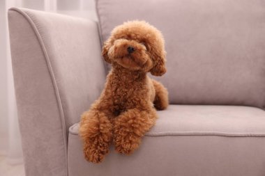 Şirin Maltipoo köpeği içeride koltukta dinleniyor, mesaj için yer var. Sevimli hayvan