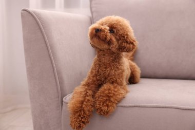 Şirin Maltipoo köpeği içeride koltukta dinleniyor. Sevimli hayvan