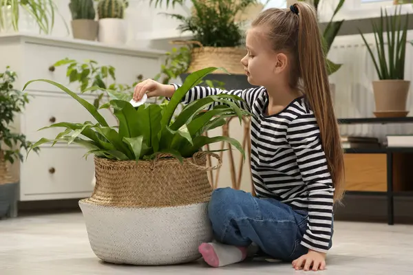Menina Bonito Limpando Folhas Planta Com Almofada Algodão Casa Decoração — Fotografia de Stock