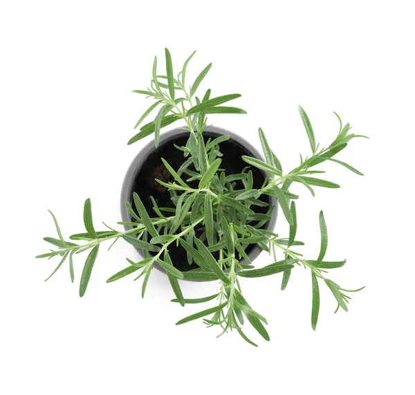 Rosemary Verde Aromático Potenciômetro Isolado Vista Branca Superior — Fotografia de Stock