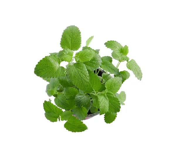 Aromatische Grüne Topfmelisse Isoliert Auf Weiß Von Oben — Stockfoto