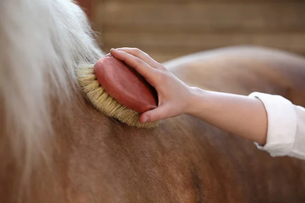 Frau Bürstet Entzückendes Pferd Freien Nahaufnahme Haustierpflege — Stockfoto