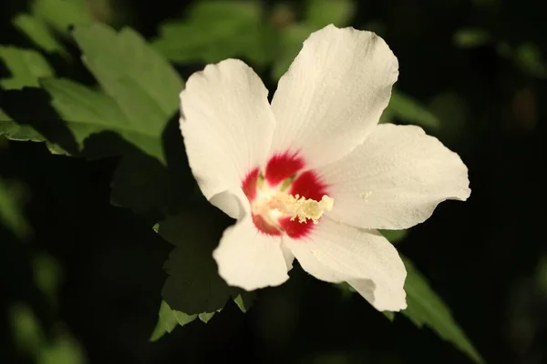 Hermosa Flor Hibisco Blanco Creciendo Aire Libre Primer Plano — Foto de Stock