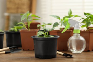 Toprak, bahçe aletleri ve ahşap masada sprey şişesiyle plastik kaplarda büyüyen tohumlar.
