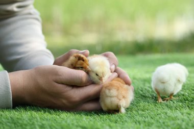 Yeşil çimenlikte güzel hatunları olan bir adam, yakın plan. Yavru hayvanlar