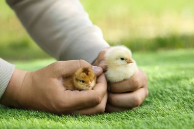 Yeşil çimenlikte güzel hatunları olan bir adam, yakın plan. Yavru hayvanlar