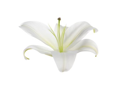 güzel taze Zambak çiçeği üzerinde beyaz izole