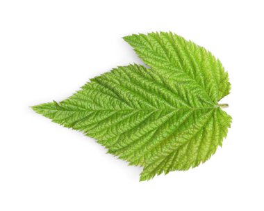 Bir yeşil böğürtlen yaprağı beyaza izole edilmiş, üst manzara