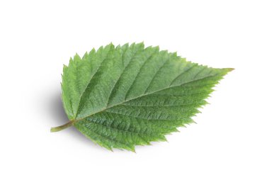 Beyaza izole edilmiş taze bir böğürtlen yaprağı