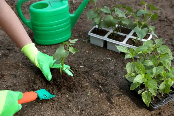Mulher Usando Luvas Jardinagem Transplantando Mudas Plástico Recipiente Chão Livre — Fotografia de Stock
