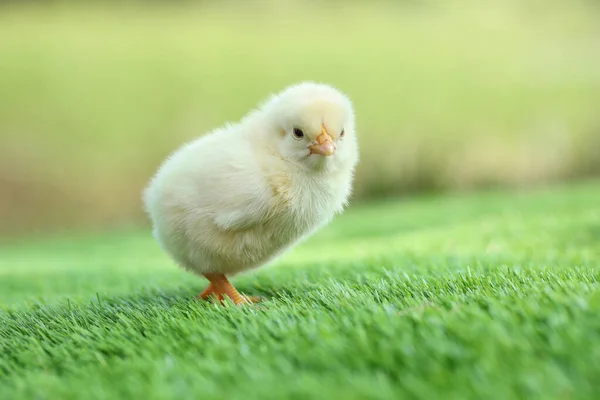 Cute Chick Green Artificial Grass Outdoors Closeup Baby Animal — Stock Photo, Image