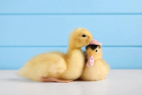 Baby Animals Cute Fluffy Ducklings White Wooden Table Light Blue — Stock Photo, Image