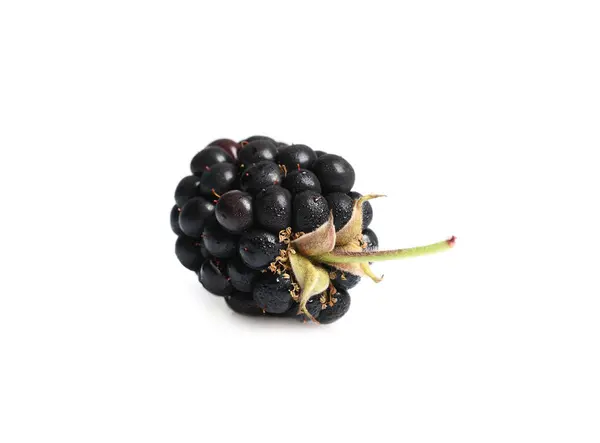 One Tasty Ripe Blackberry Isolated White — Stockfoto