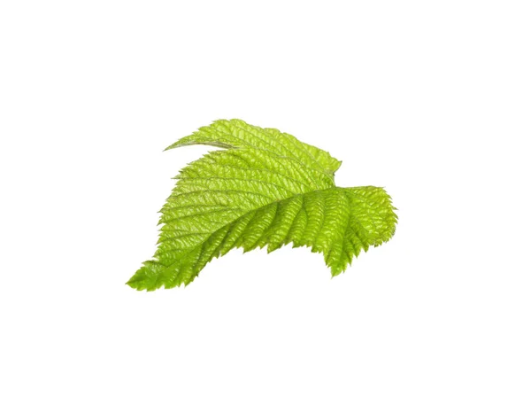 Ein Grünes Brombeerblatt Isoliert Auf Weiß — Stockfoto