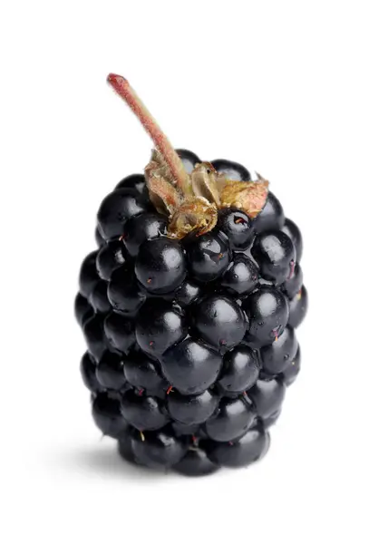 One Tasty Ripe Blackberry Isolated White — Fotografia de Stock