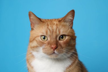 Açık mavi arka planda sevimli kızıl kedi. Sevimli hayvan.