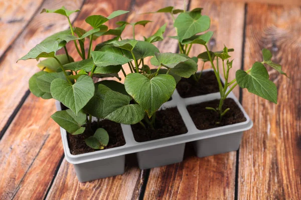 Seedlings Growing Plastic Container Soil Wooden Table Gardening Season — Stock Photo, Image