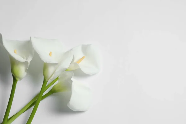 Beautiful Calla Lilies White Background Flat Lay Space Text Funeral — Stock Photo, Image