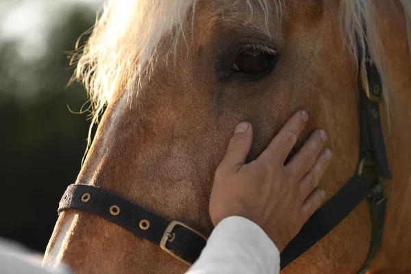 屋外で愛らしい馬を持った男 クローズアップ 愛らしい家畜ペット — ストック写真