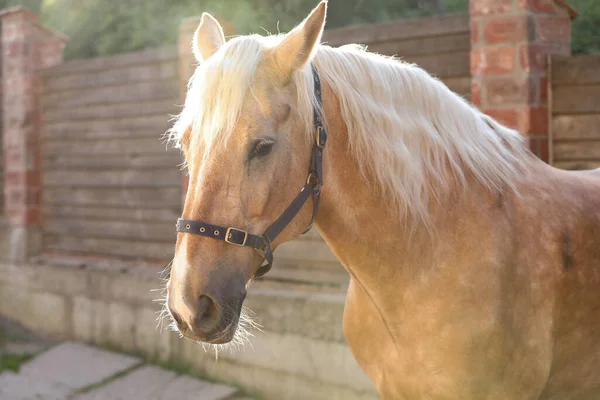 Rozkošný Kůň Uzdami Venku Krásný Domácí Mazlíček — Stock fotografie