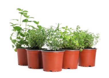 Beyaz arka planda farklı aromatik saksı bitkileri