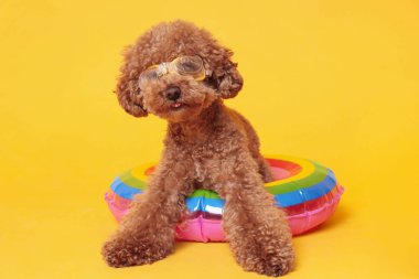 Turuncu arka planda şişme yüzük ve yüzme gözlüğü olan sevimli bir Maltipoo köpeği.