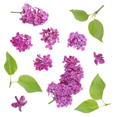 Kokulu leylak çiçekleri ve yeşil yapraklar, beyazlar üzerinde izole edilmiş.