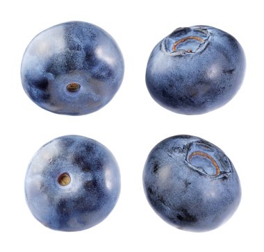 Taze olgun yaban mersinleriyle bembeyaz kaplanmış.