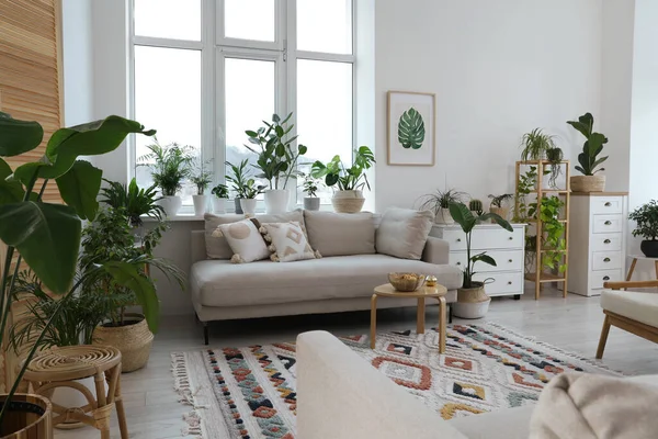 Quarto Elegante Com Sofá Confortável Belas Plantas Sala Design Interiores — Fotografia de Stock