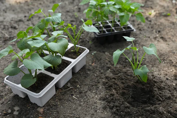土壌やコンテナで栽培されている若い緑の苗 — ストック写真