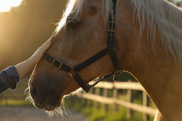 屋外で愛らしい馬を持った女性 クローズアップ 愛らしい家畜ペット — ストック写真